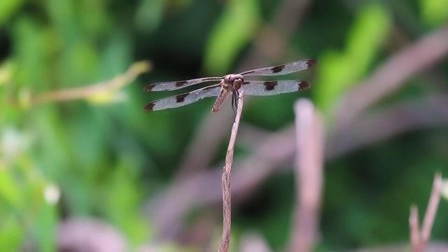 一只雌性十二斑蜻蜓(Libellula pulchella)正在沼泽地的一根木棍上休息视频素材