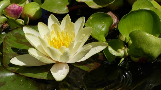 慢动作的水从叶附近的白莲荷花视频素材