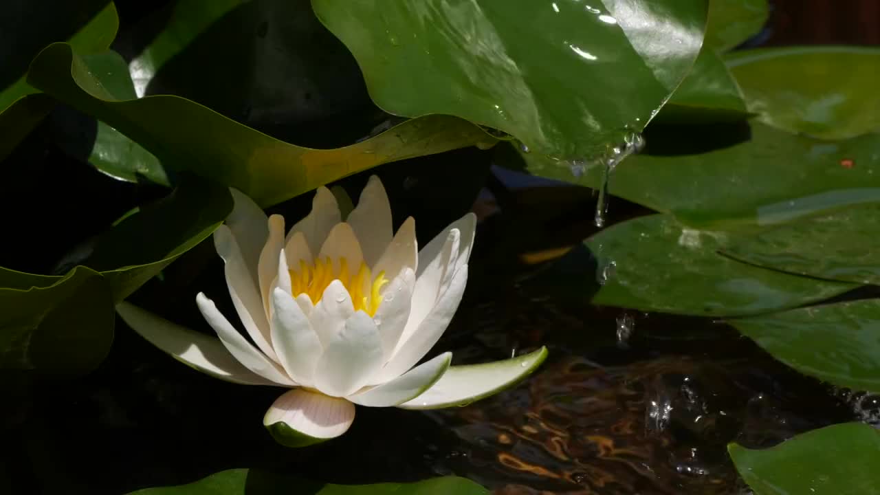 慢动作的水从叶附近的白莲荷花视频素材