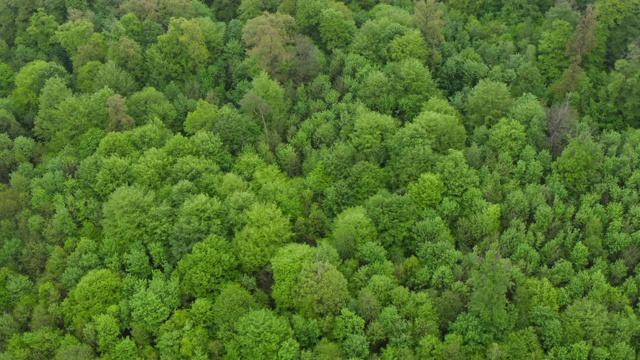 鸟瞰图森林与生机勃勃的新鲜树叶在春天，近距离。Steigerwald,巴伐利亚,德国。视频素材