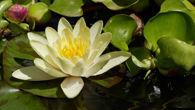 慢动作的水从叶附近的白莲荷花视频素材