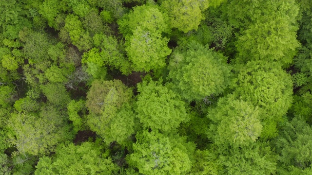 鸟瞰图森林与生机勃勃的新鲜树叶在春天，近距离。Steigerwald,巴伐利亚,德国。视频素材