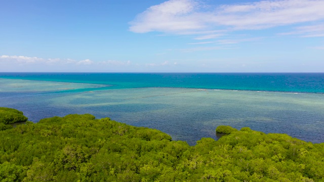 海岸有红树林和大海。保和、菲律宾视频素材