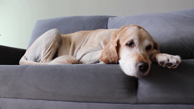 可爱的金毛猎犬在沙发上瑟缩视频素材