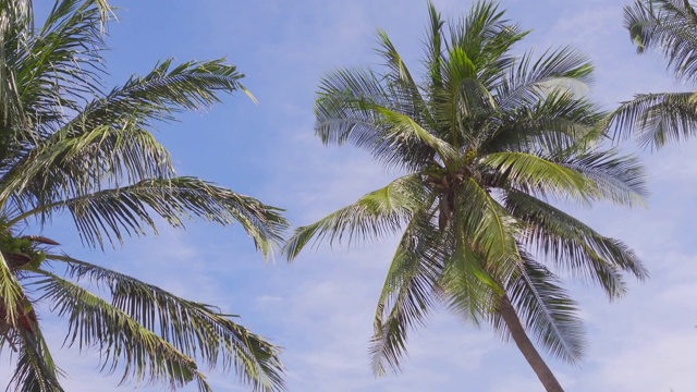 低角度的椰子树在海滩蔚蓝的天空背景视频素材