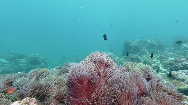 海底珊瑚礁景观覆盖在海葵珊瑚视频素材