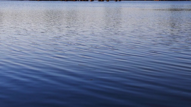 蓝色的湖水背景。渔夫从平静的水中捕捉并拉出小鱼视频素材