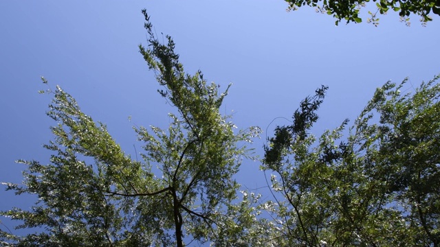 直接下面的柳树枝干迎风飘扬与蓝天背景和复制空间视频素材