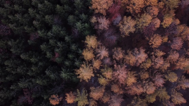 空中俯瞰森林在一个刮风的秋天在瑞士视频下载