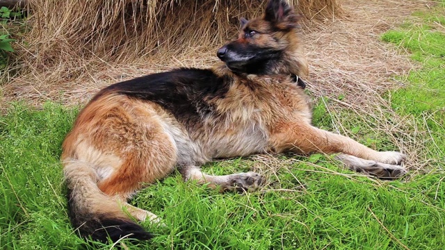 一条德国牧羊犬躺在绿草地上。视频素材