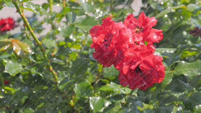 特写:浇水美丽盛开的鲜花-红色玫瑰在公园:慢镜头视频素材