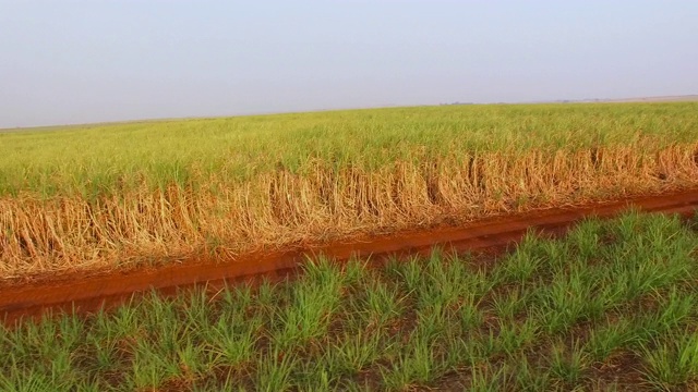 甘蔗种植园日落空中视频素材