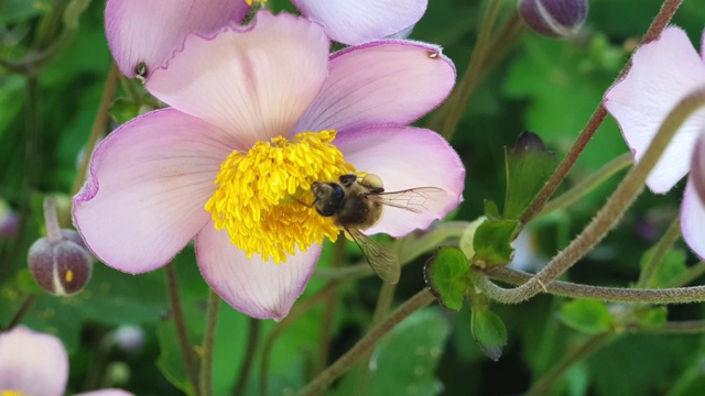 蜜蜂从花上采集花蜜视频素材