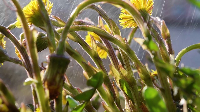 第一个春天野花妈妈和后妈在雨中晴天。水滴落在植物上。美丽的自然环境视频下载