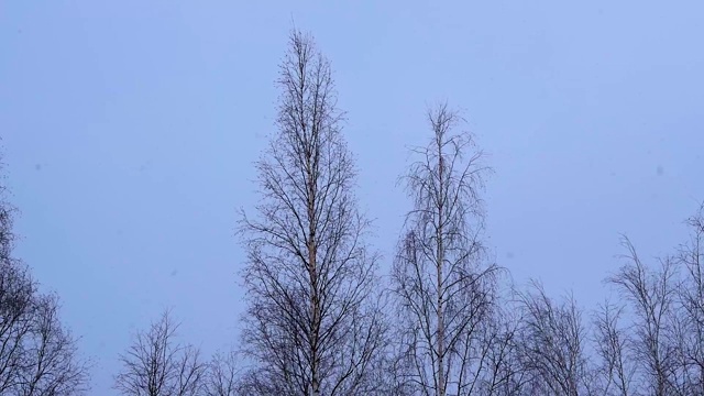 冬天下雪，天气多云。微风吹动着白桦树的树梢，映衬着深蓝色的天空。视频下载