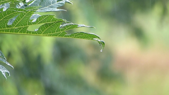 木瓜树的叶子在雨天视频素材