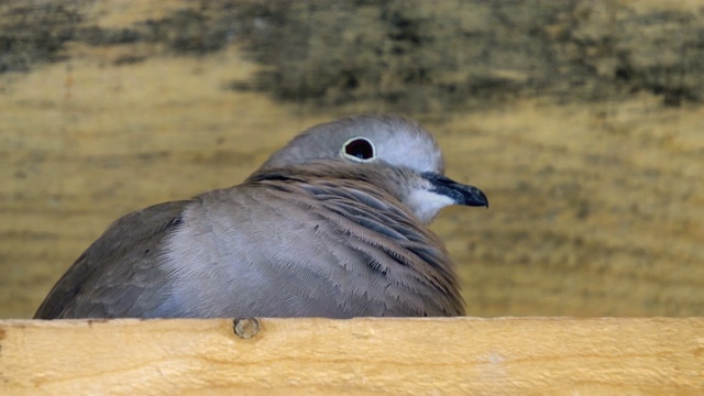 一只欧亚领鸽(Streptopelia decaocto)栖息在篱笆上视频素材