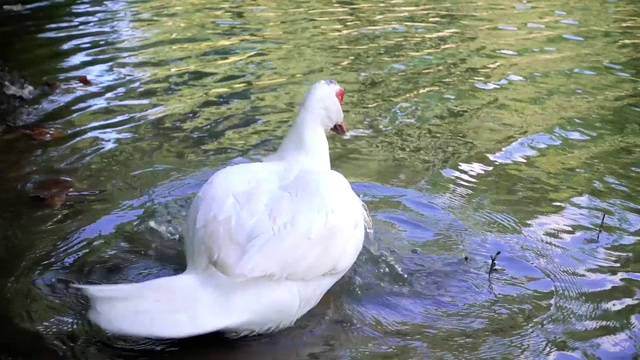 池塘里的鸭子视频素材