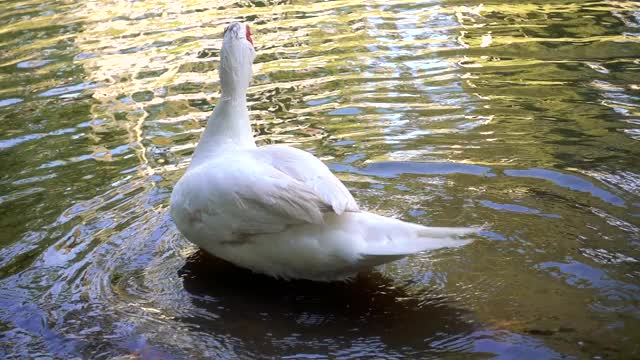 池塘里的鸭子视频下载