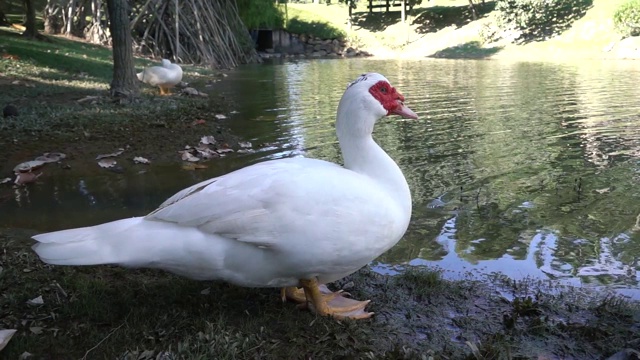 鸭子站在池塘边视频素材