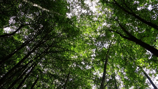 森林中以天空为背景的树木。视频素材