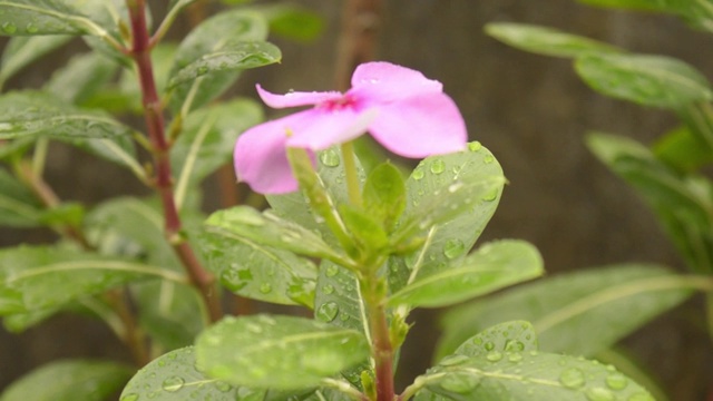 雨点落在长春花和花叶上。雨滴落在树叶上的视频片段。美丽的雨季，绿叶上的水滴，小花植物，大自然的背景。关闭了。选择性聚焦前景。视频素材