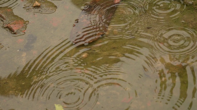 雨滴落在水面上。在雨季，雨落在地上。雨滴在水坑里荡漾，明亮的天空反射在水坑上。雨季拍摄的视频。抽象的自然背景。视频素材