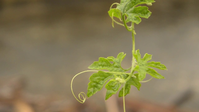 雨滴落在绿色植物的叶子上。雨滴落在树叶上的视频片段。美丽的雨季，绿叶上的水滴，小花植物，大自然的背景。关闭了。选择性聚焦前景。视频素材