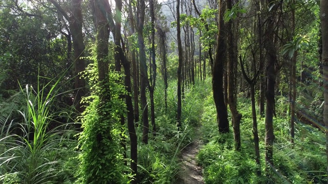 热带森林中的徒步旅行路线视频素材