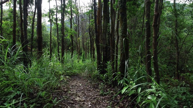 热带森林中的徒步旅行路线视频素材