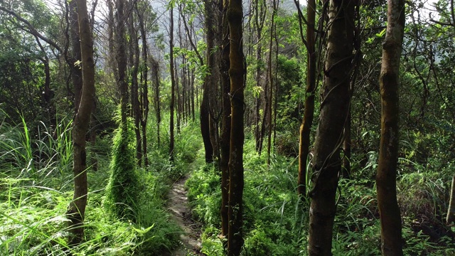 热带森林中的徒步旅行路线视频素材