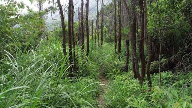 热带森林中的徒步旅行路线视频素材