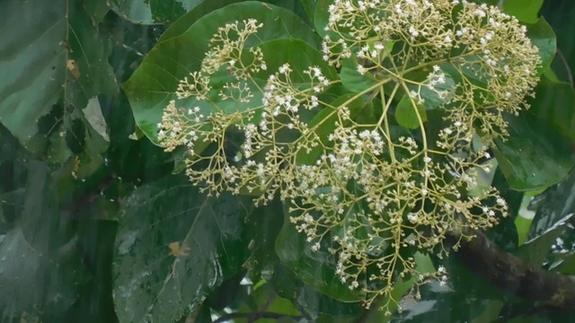 因大雨而飞舞的植物叶子和小花视频素材