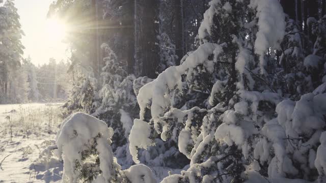 汽车行驶在松林里积雪的路上视频素材