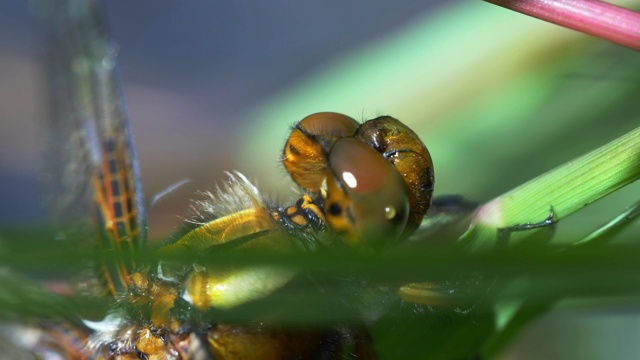 池塘植物中的雌性宽体追逐者- 4K视频下载