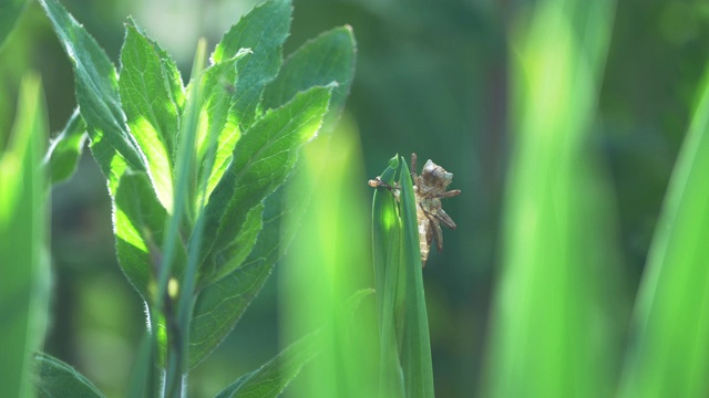 蜻蜓- 4K超高清视频素材