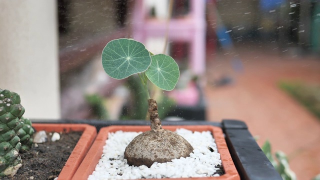 照料室内植物视频素材