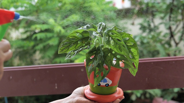 照料室内植物视频素材