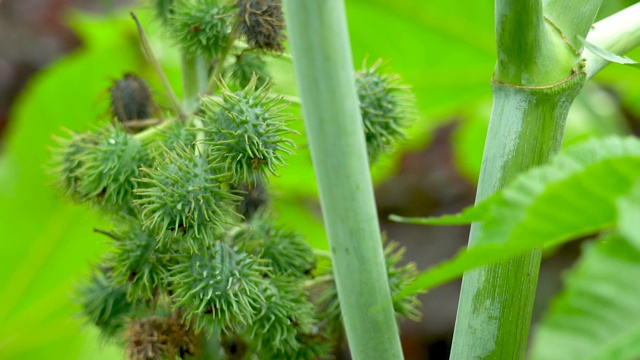 蓖麻籽是蓖麻毒素的来源。蓖麻或蓖麻油植物，大戟科大戟科多年生开花植物视频素材