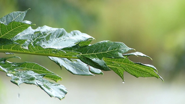 木瓜树的叶子在雨天视频素材