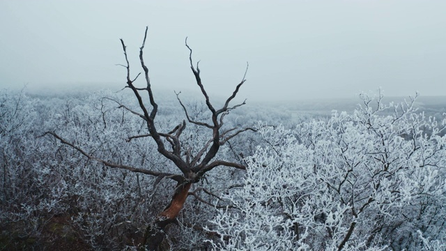 在冬天，白色树木之间的一棵干燥的棕色树。森林里白雪皑皑的树木构成了美丽的风景。冬天的时间。视频素材