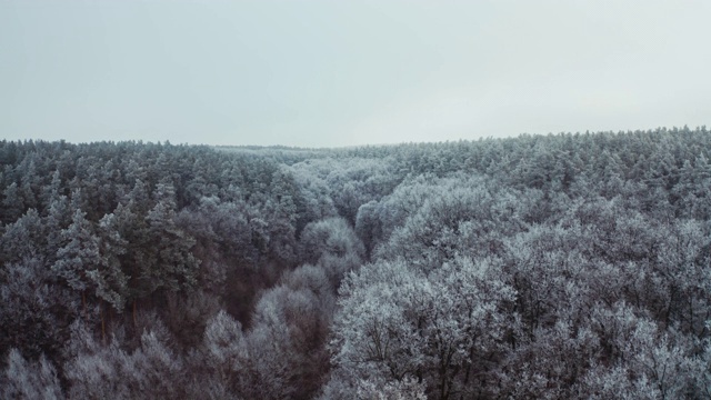 雪地里的森林。顶视图美丽的树木覆盖着白雪。动作摄影机向后和上升。鸟瞰图。视频素材