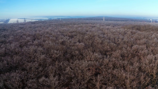 无叶森林的自然景观。全景式的自然景观，树林中有裸露的树木。鸟瞰图。视频素材