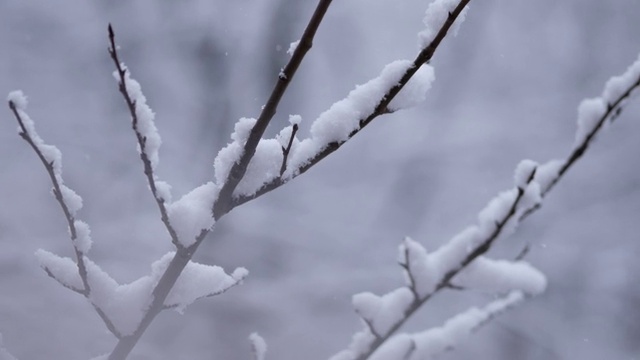 一场大雪过后，树被雪覆盖了。树枝上覆盖着雪花视频素材