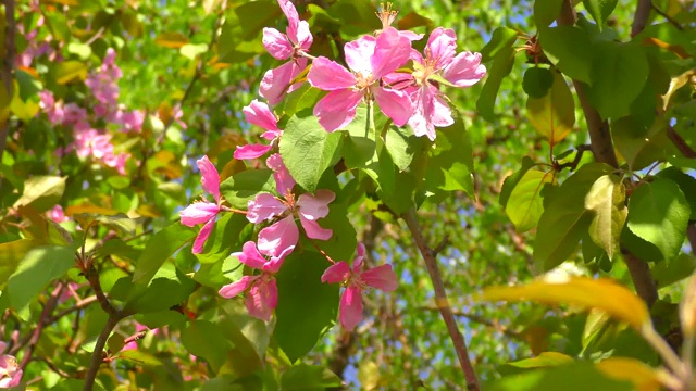 苹果树上粉红色的花视频素材