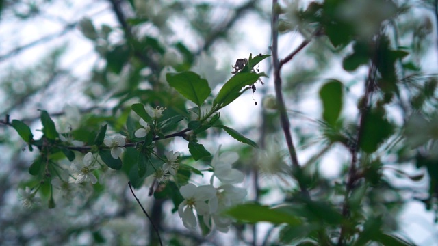 春天的苹果花枝白花。春天的概念。视频素材