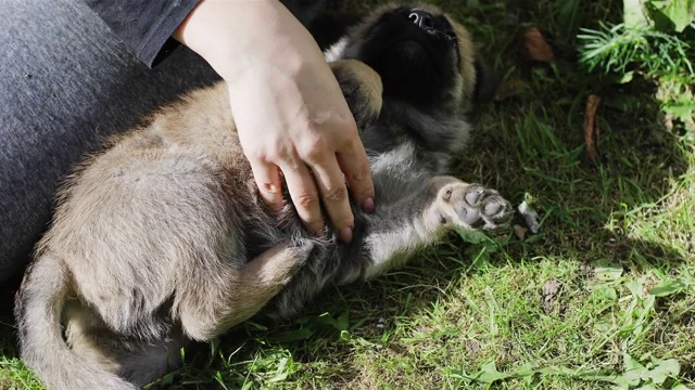 女人用手抚摸躺在草地上的德国牧羊犬小狗。视频素材