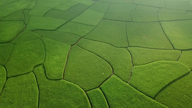 鸟瞰图农业在日出的稻田在泰国南，自然的纹理为背景。视频下载