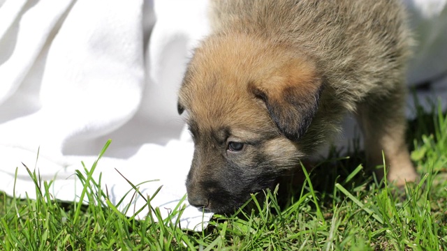 户外篮子里的德国牧羊犬小狗。视频素材