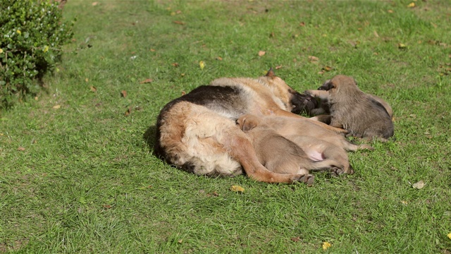 正在喂养四只小狗的德国牧羊犬。牧羊犬给新生狗喂奶。视频素材